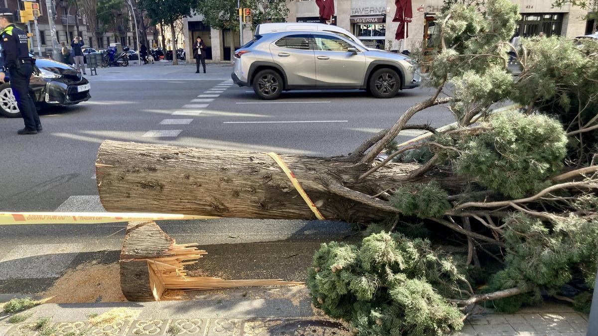 Un árbol arrancado por el viento en la calle de Aragó de Barcelona