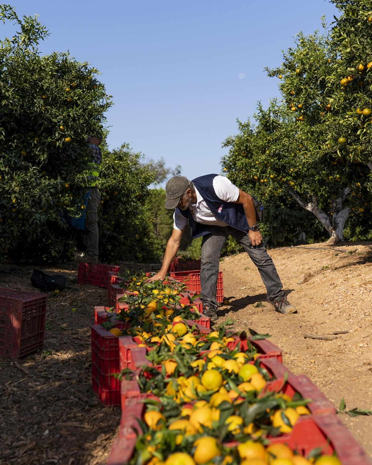Recolección de la mandarina XLO.