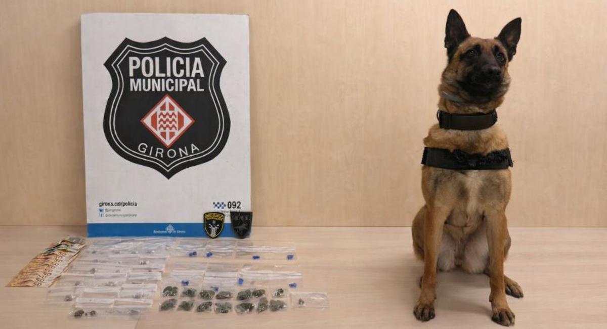 La gossa Mila, de la Unitat Canina de la Policia Municipal de Girona, amb el material comissat