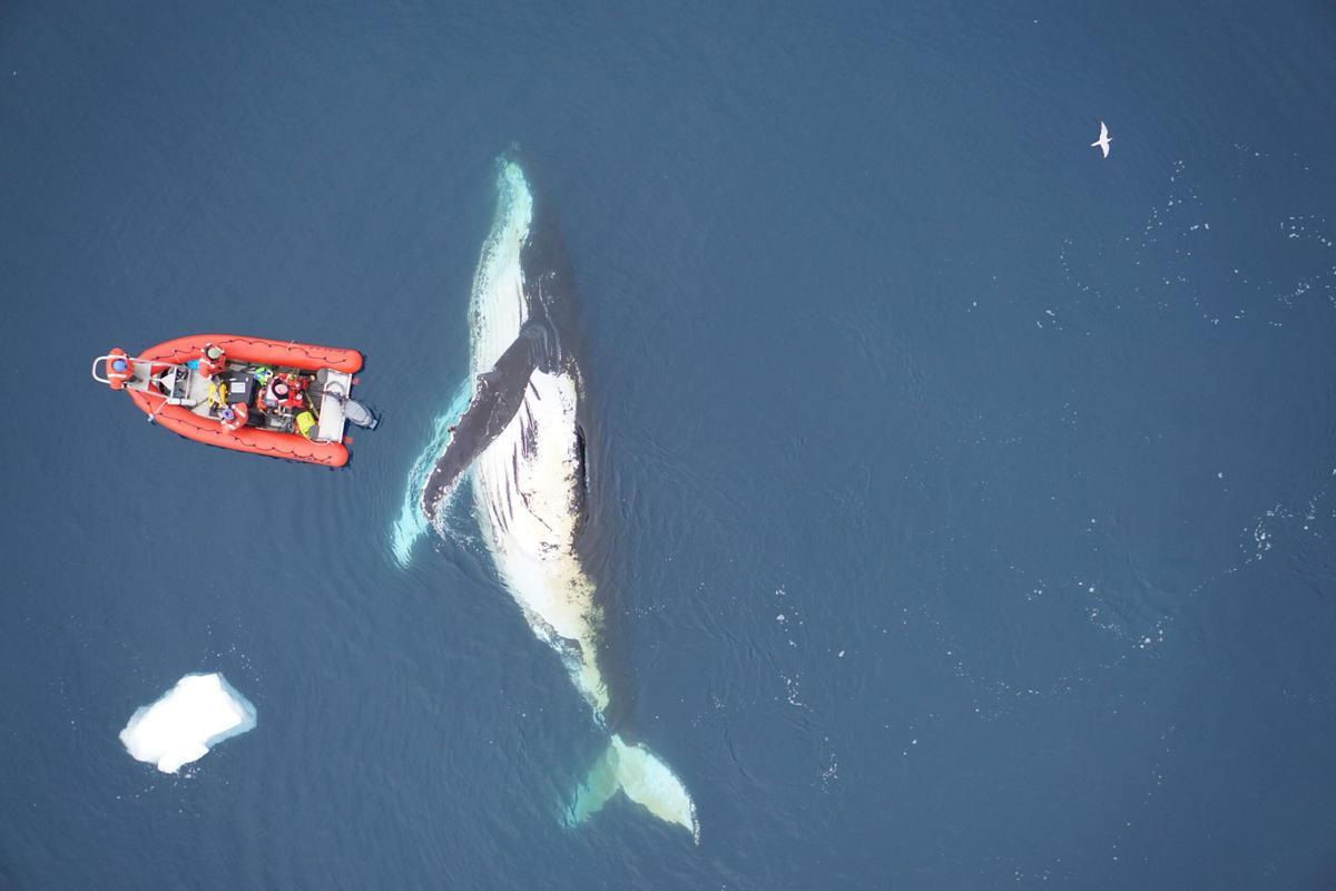 Los científicos alertan del peligro de seguir pescando tanto krill