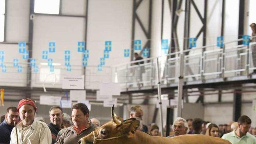 Dos ganaderos, con una vaca, durante las calificaciones.