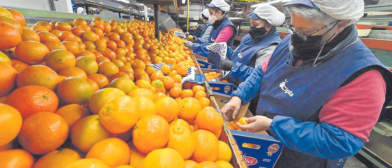 Varias trabajadoras en una empresa citrícola