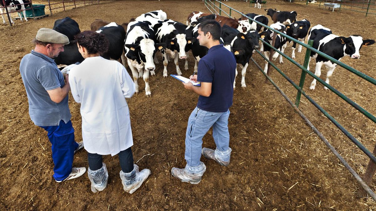 Jóvenes cooperativistas realizan labores de manejo de ganado.
