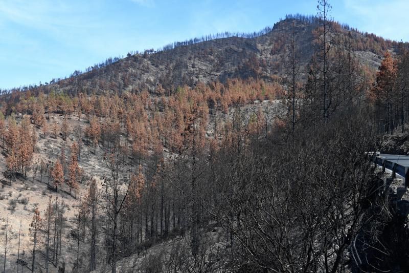 15-10-19 SUPLEMENTOS. ZONA CUMBRERA. ZONA CUMBRERA. Reportaje zonas quemadas tras dos meses. Reportaje triple entrega sobre el paisaje quemado, al cumplirse dos meses. La primera parte será Los tesosos de la Cumbre, en plan más positivo, con los brotes verdes, lugares que visitar. Un segundo con los héroes sin capa, sus protagonistas y una tercera con Lo que el fuego se llevó o Lo perdido, la parte más triste.  Fotos: Juan Castro.  | 15/10/2019 | Fotógrafo: Juan Carlos Castro