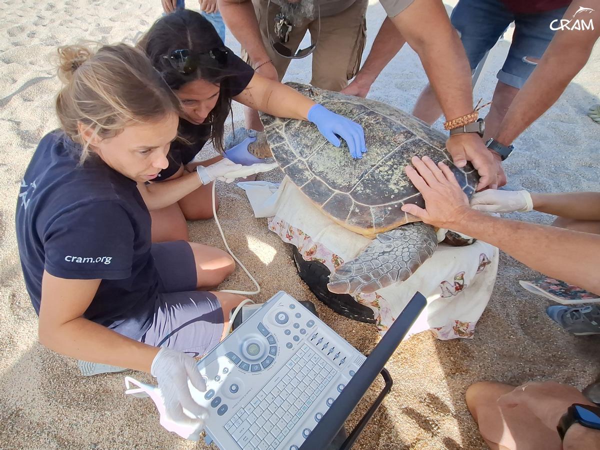 Rescats de fauna marina a la Costa Brava durant l'any passat