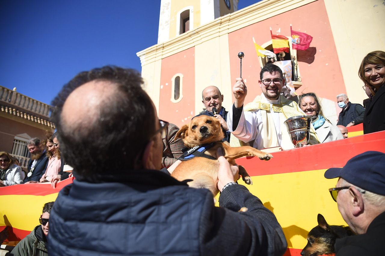 Bendición de animales por San Antón en Cartagena