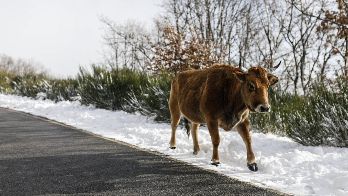 GALERÍA | La nieve deja un paisaje de ensueño en Sanabria