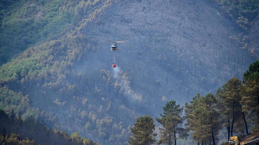 Los ecologistas ven con buenos ojos sustituir los pinares de Gata y Las Hurdes, pero avisan: "Hay que ver qué especies se plantan"