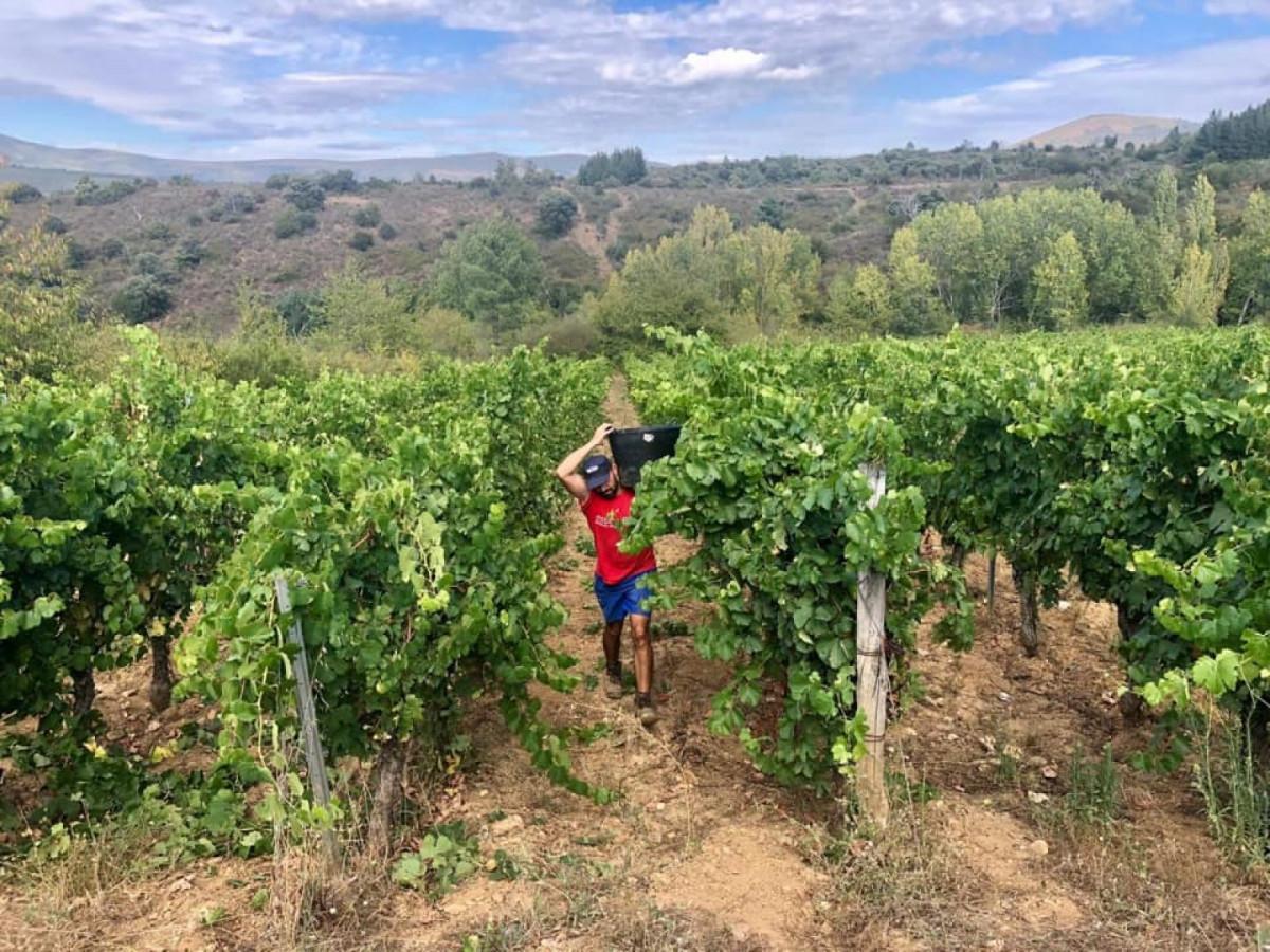 Viñedo en Valdeorras