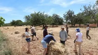 Tradiciones de Ibiza: «El que más tardaba en recoger el cereal se convertía en el hazmerreír»