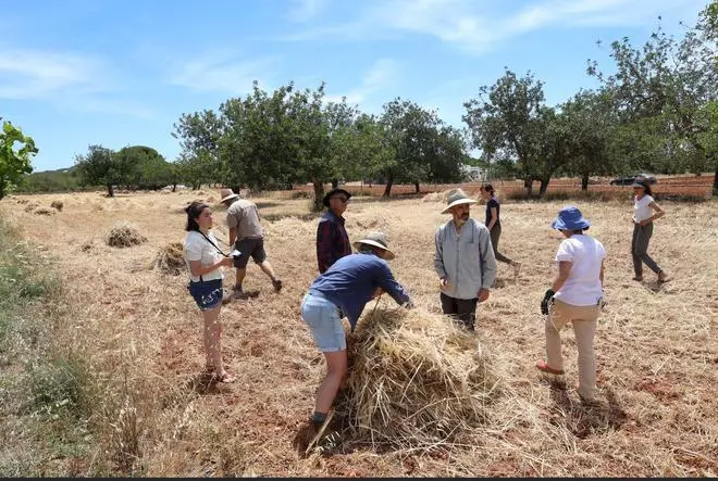 Galería: imágenes de las jornadas ‘De l’era al paller’ en Sant Carles
