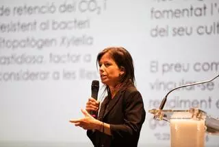 «La algarroba está de moda en Ibiza»... pero puede morir de éxito
