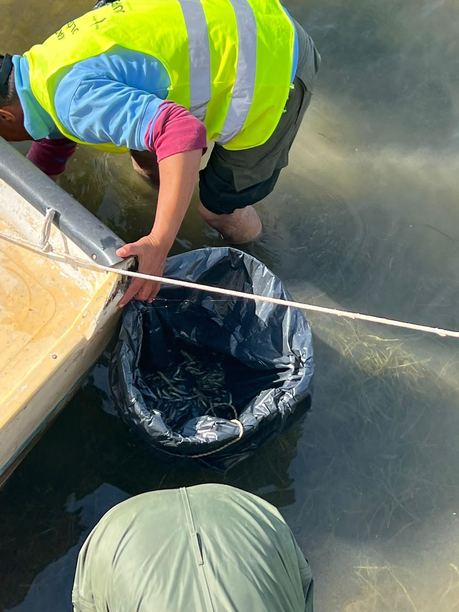 Peces muertos en el Mar Menor: aparecen ejemplares sin vida en Santiago de la Ribera