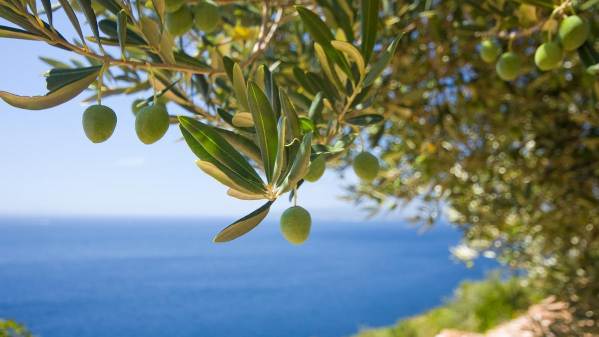 Zuaberhaft: Olivenbaum vor Meereskulisse.