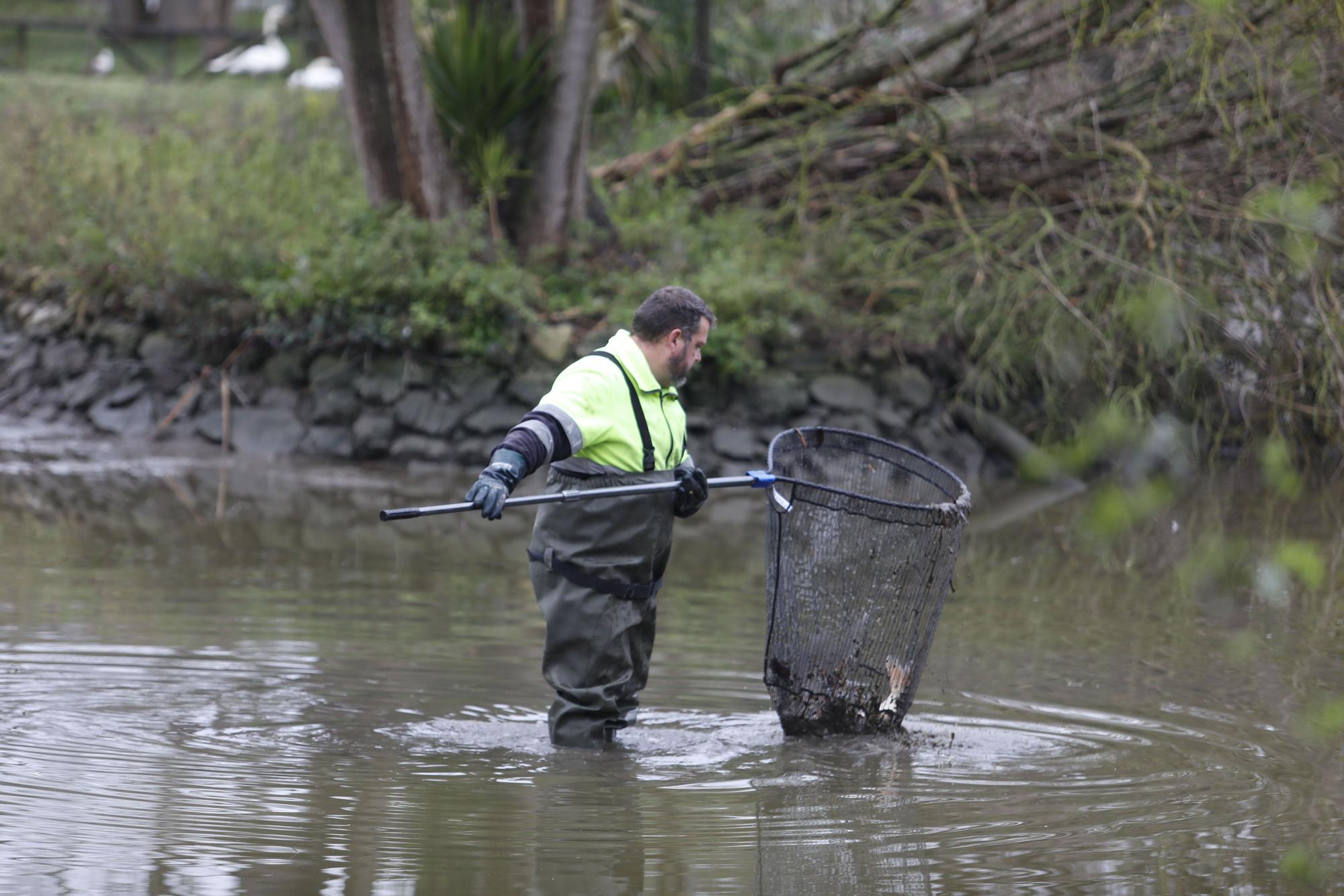 En imágenes: los dragados obligan a trasladar los peces del parque de Isabel la Católica