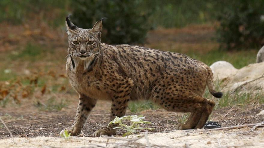 La Serra Calderona prevé que el lince será un foco turístico