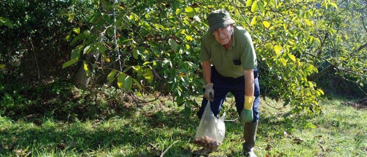 Domingo Piedra, recogiendo nueces en Camoca.