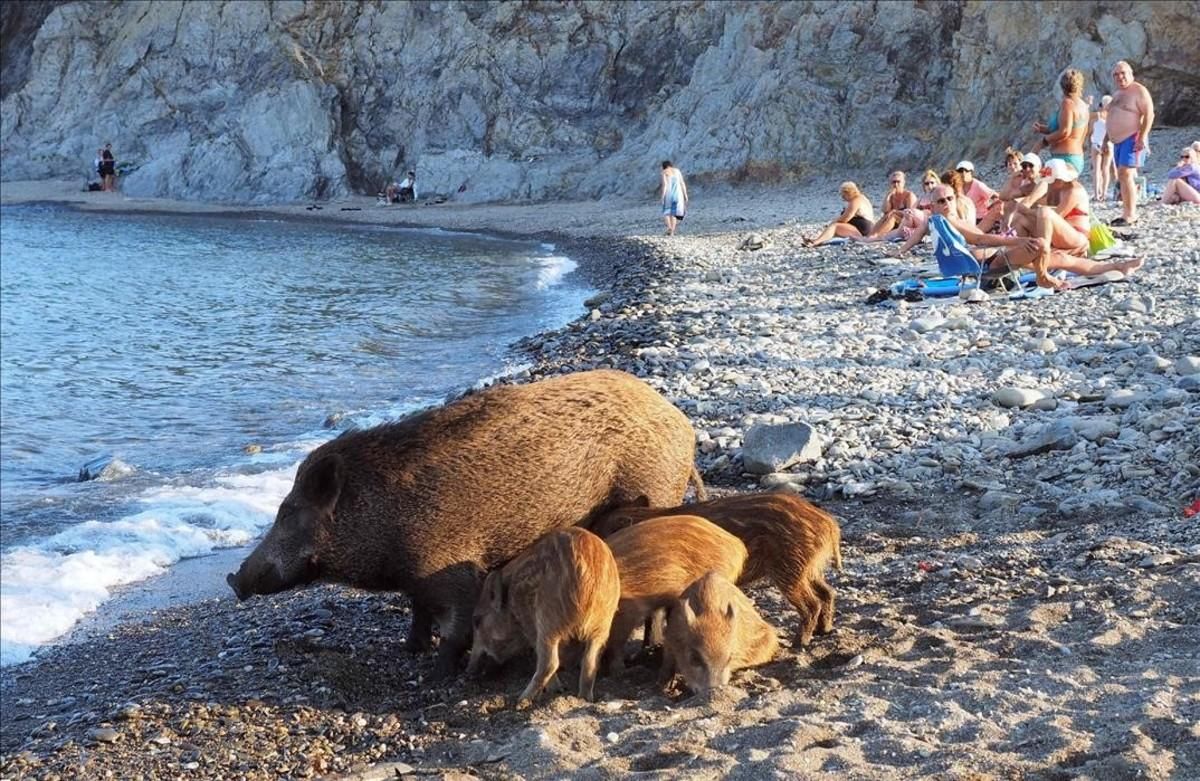 lpedragosa35498800 a wild boar and her piglets arrive on a beach to cool off in160912223426