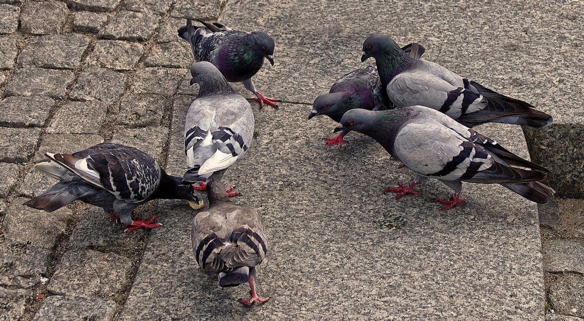 Palomas en València