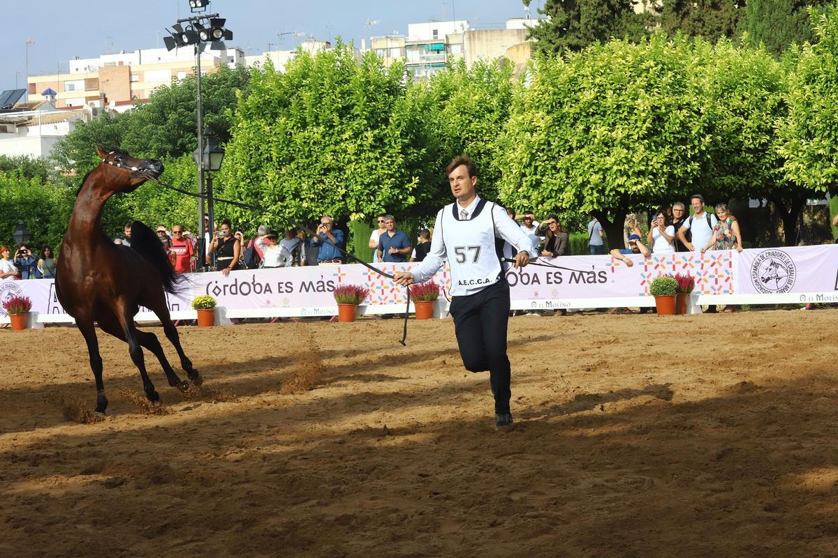 La última jornada del Otoño del Caballo en imágenes La última jornada del Otoño del Caballo en imágenes