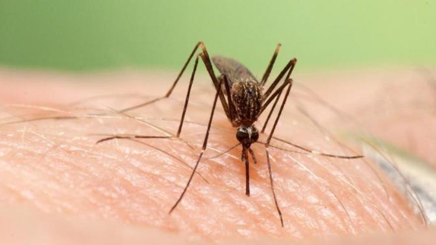 El dengue se sol transmetre a través de picades de mosquit.