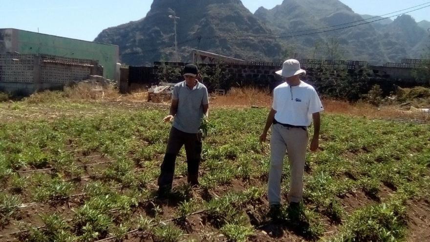 Un técnico asesora a uno de los agricultores beneficiarios de la iniciativa. | | E.D.