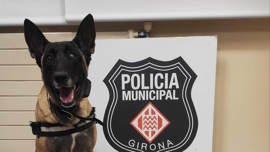 La Laika amb la droga comissada