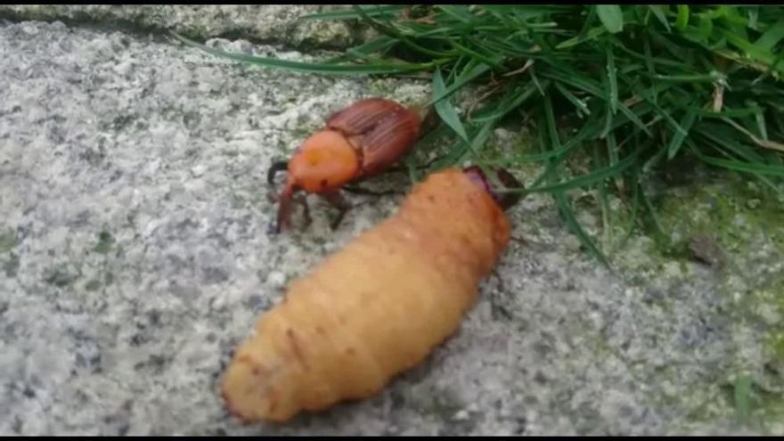 La larva del picudo, el jaque mate de las palmeras