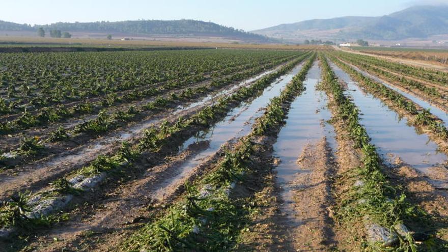 Las tormentas del domingo anegaron cultivos en varias zonas del municipio yeclano.