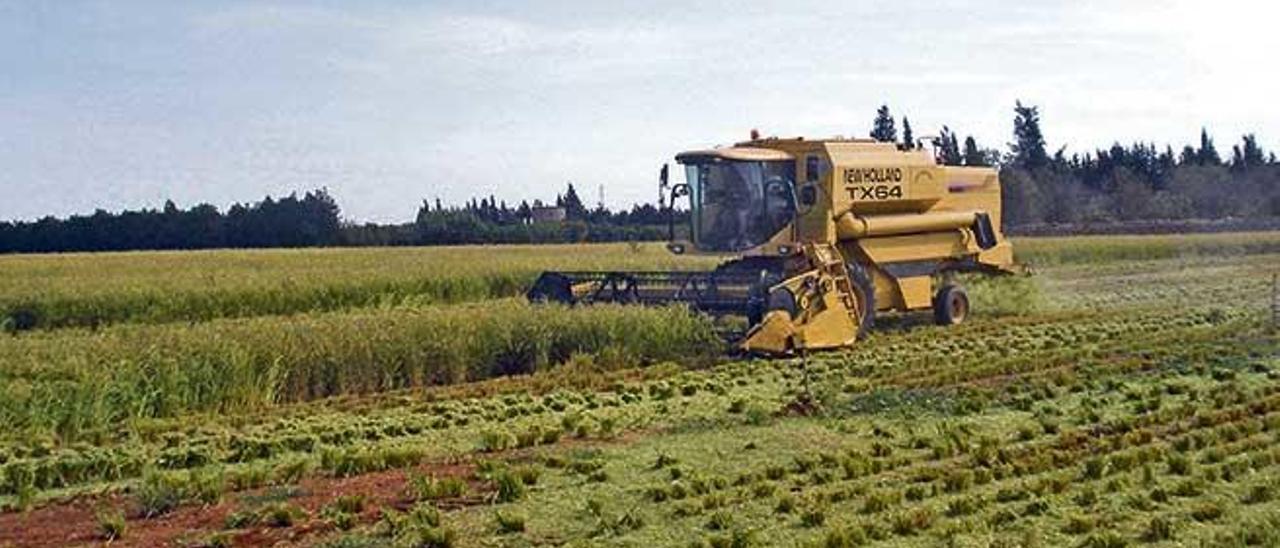 Una cosechadora moderna siega y trilla a la vez el arroz de uno de los campos sembrados con este cereal en el municipio de sa Pobla.