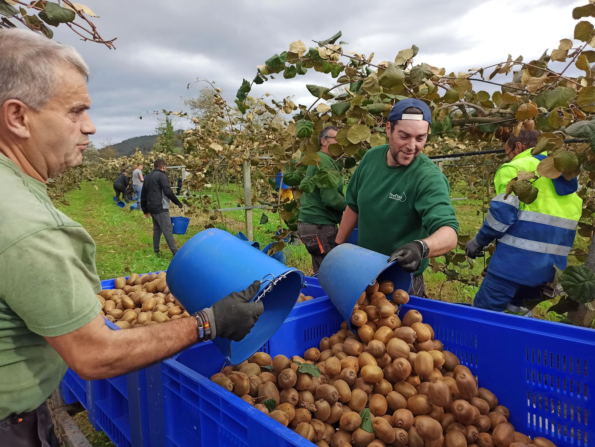 Así es la campaña de recogida del kiwi en Pravia