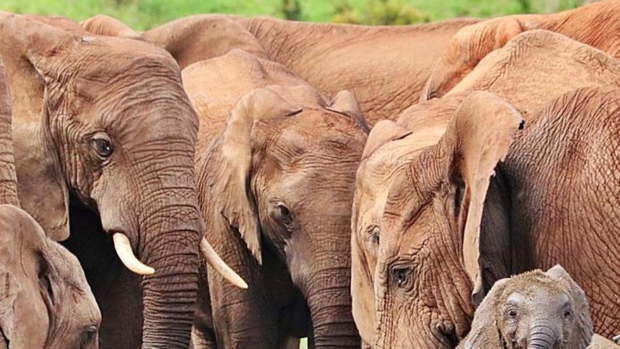 500 elefantes han muerto por veneno o virus