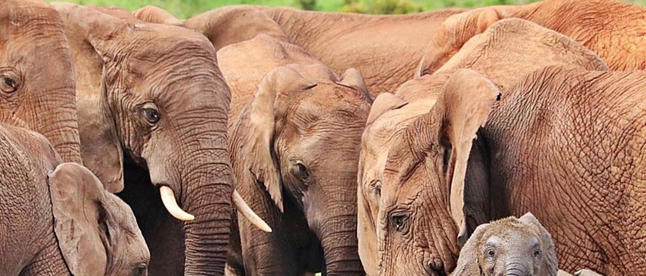 500 elefantes han muerto por veneno o virus