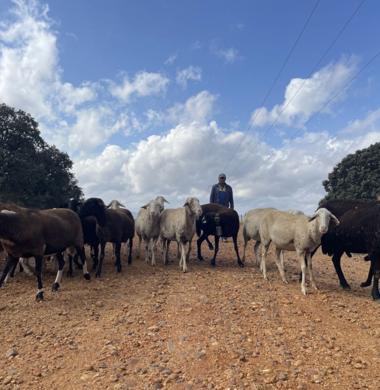 Dos mil ovejas vuelven a la Culebra