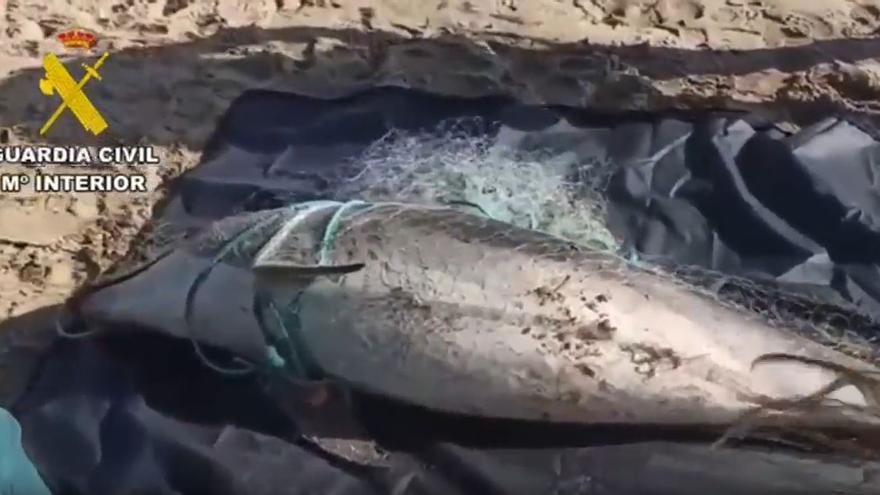Muere un delfín enredado en unas redes de pesca en la costa valenciana