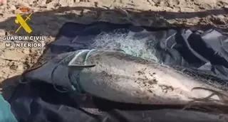 Muere un delfín enredado en unas redes de pesca en la costa valenciana