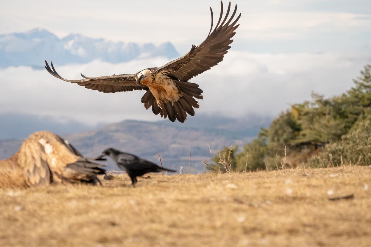 El parque es uno de los mejores lugares de España para intentar contemplarlo en libertad