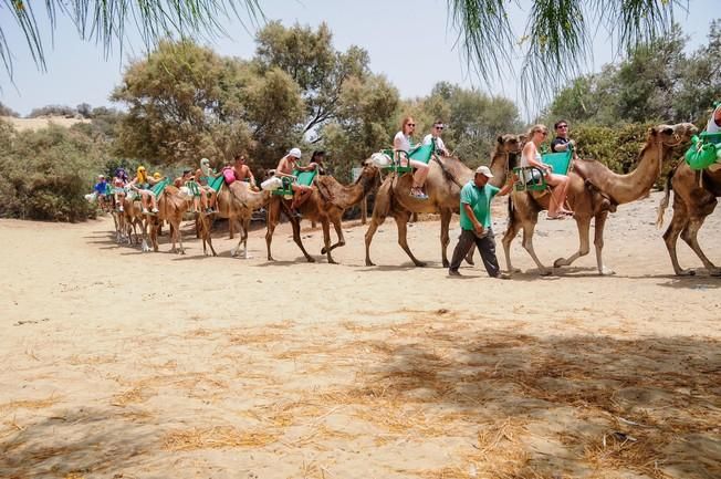 Reportaje excursiones con camellos en las Dunas ...