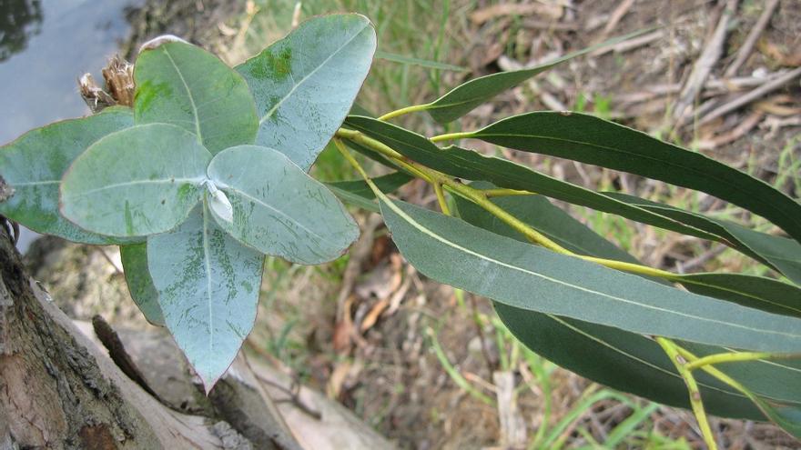 Eucalipto con hojas juveniles a la izquierda y adultas a la derecha.