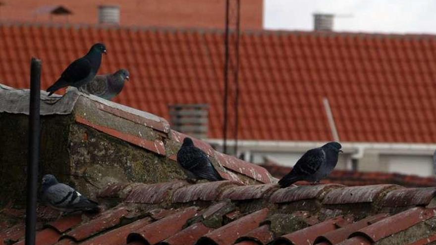 Varias palomas en el tejado de un inmueble de la zona centro.