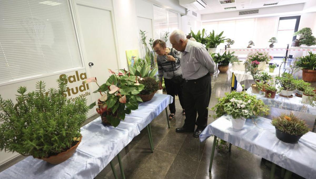 La exposición de flores y plantas estará abierta toda la tarde. |  | J.A. RIERA