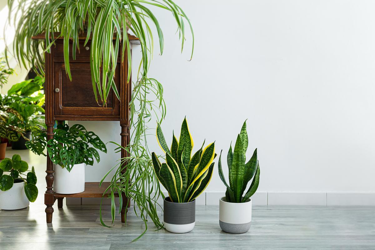 Adiós al calor sofocante: Descubre las plantas que absorben el calor en tu hogar
