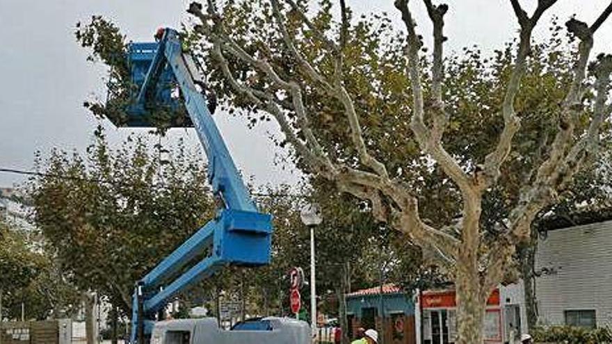 Roses podarà gairebé un miler d&#039;arbres en els propers tres mesos