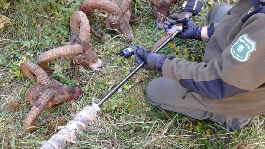 Denunciada una red de cazadores furtivos en el Pirineo de Lleida