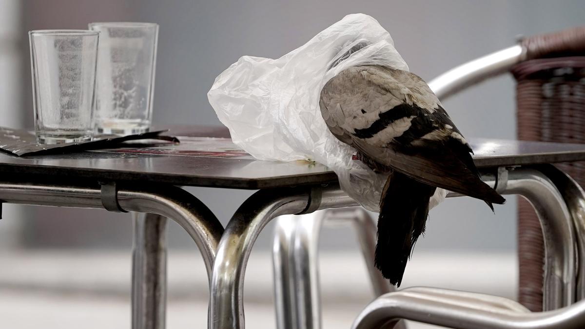 Una paloma con un plástico en la cabeza, en la terraza de un bar, en Madrid.