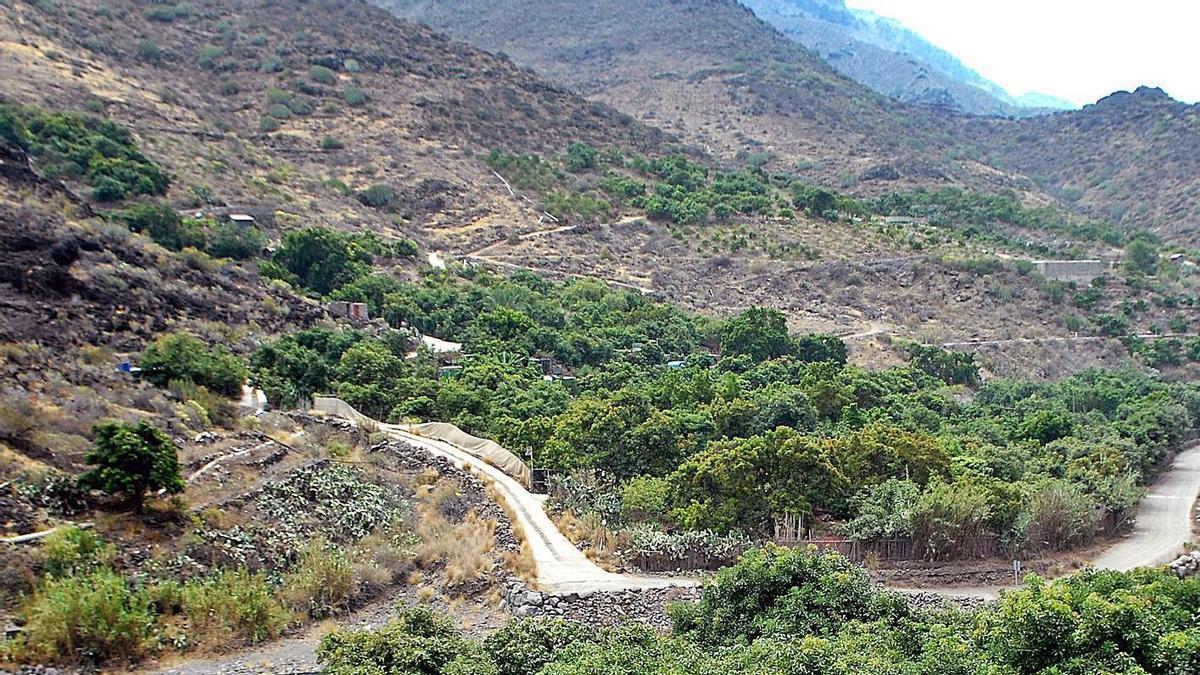 Fincas de aguacates en el barranco de Veneguera, en el municipio de Mogán. | | SANTI BLANCO