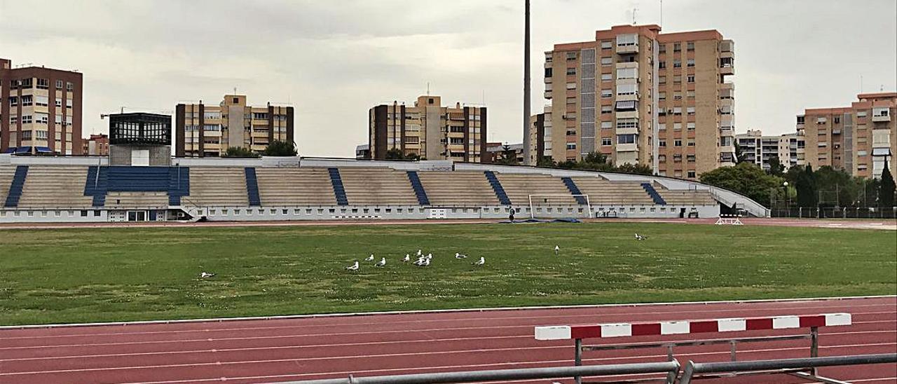 Estadio de atletismo del Tossal. Impracticable para entrenar al fútbol. | INFORMACIÓN