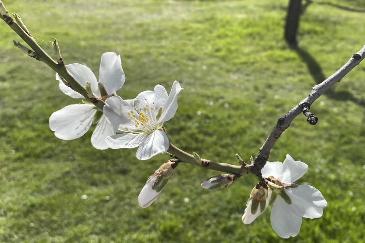Flores de almendro en la Quinta de los Molinos.