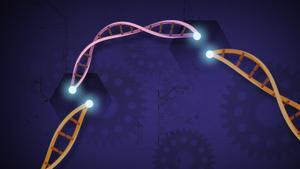 CRISPR-Cas9 es una herramienta personalizable que permite a los científicos cortar e insertar pequeños fragmentos de ADN en áreas precisas a lo largo de una cadena de ADN.