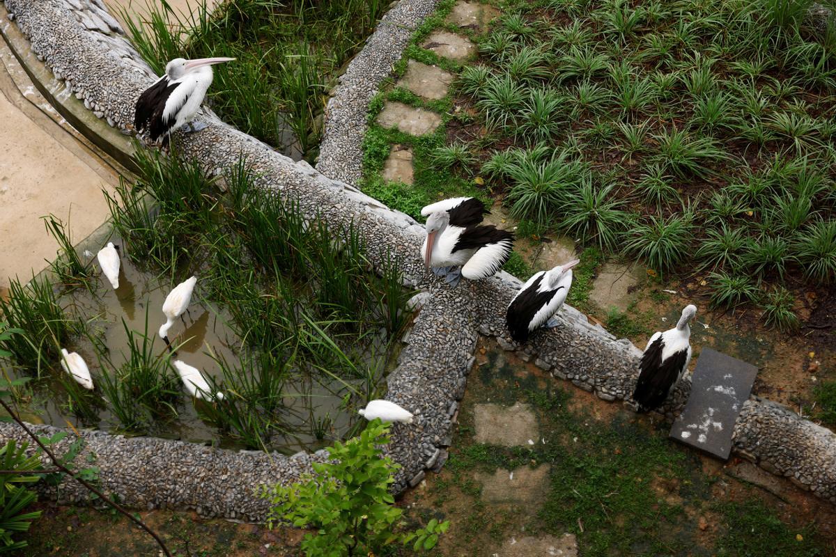 Singapur estrena el parque Paraíso de los pájaros